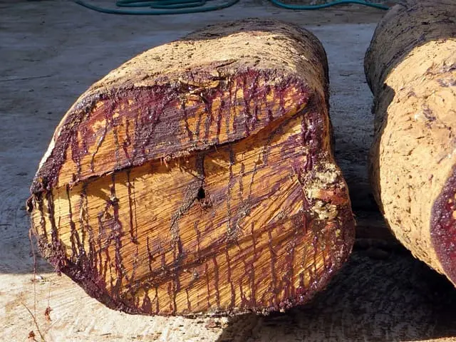 kayu setelah penebangan