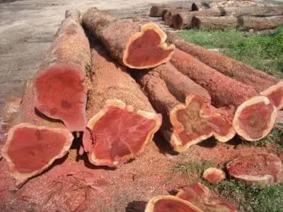 mengenal jenis kayu mahoni